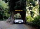 Drive-thru tree near Klamath 3